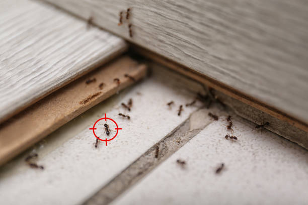 Best Spider Control Near Me  in Hainesvle, IL