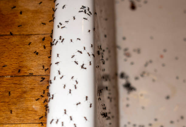 Best Wasp Removal Services  in Hainesvle, IL