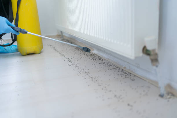 Wasp Removal Services in Hainesville, IL